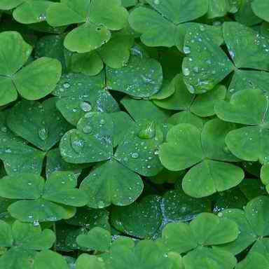 Picsart profile picture for @ireland